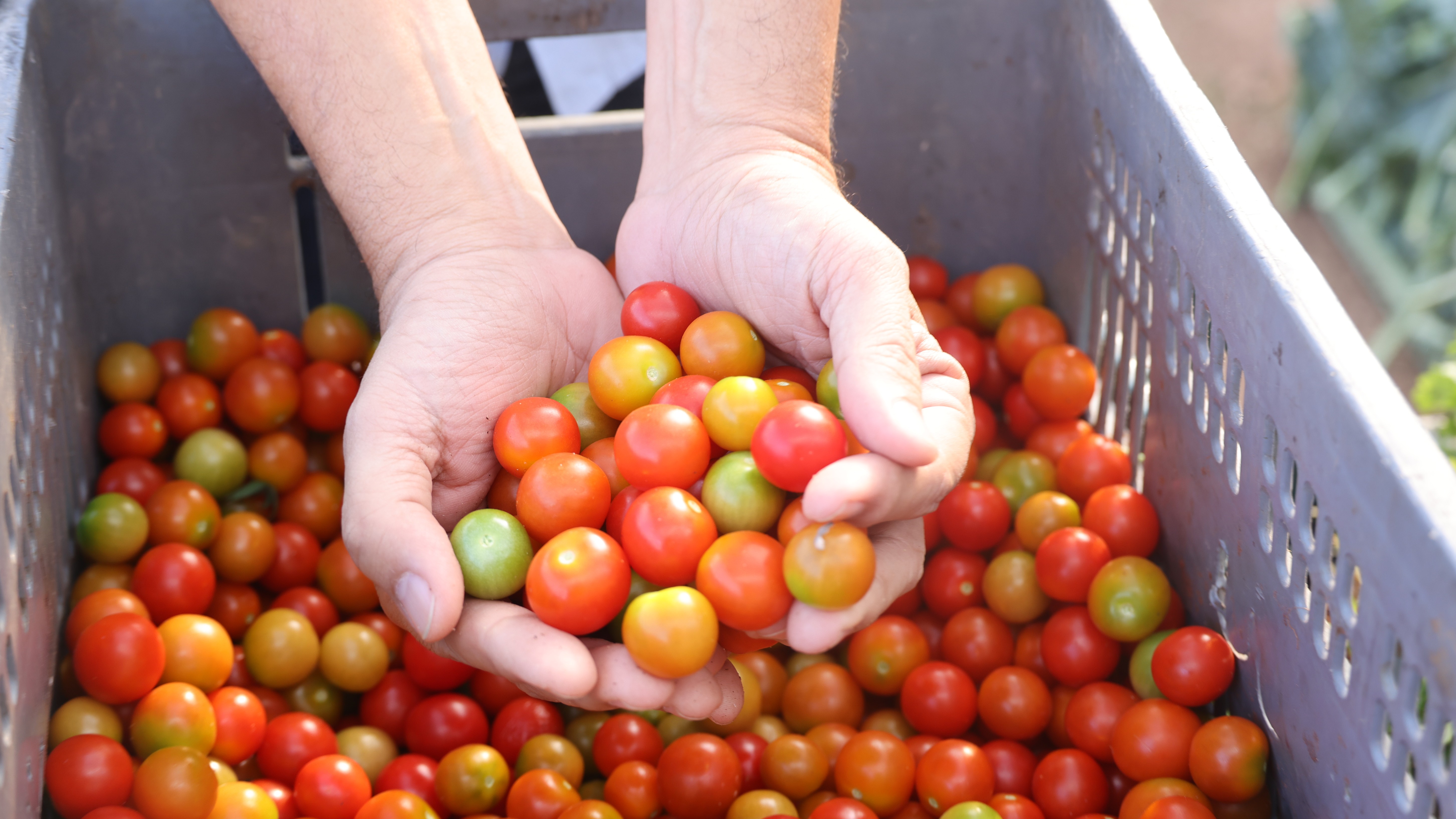duas mãos cheias de tomates-cerejas; outros tomates estão numa cesta de plástioo cinza